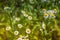 Nature in summer  wild flowers in meadow. Matricaria chamomilla Ð¡hamomile or Italian German Hungarian Chamomile. Ðlowers Ñ